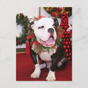 Spike - English Bulldog - Kahley Postkarte
