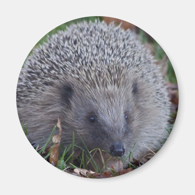 Spike Magnet (Vorne)