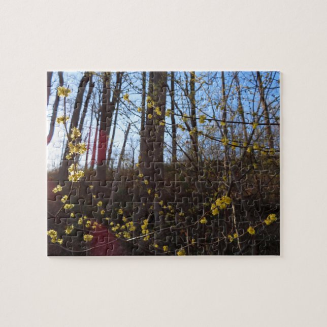 Spikebush-Blume im Frühjahr (Horizontal)