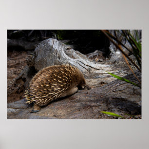 Spiky and Furry Echidna, Niedliches australisches  Poster