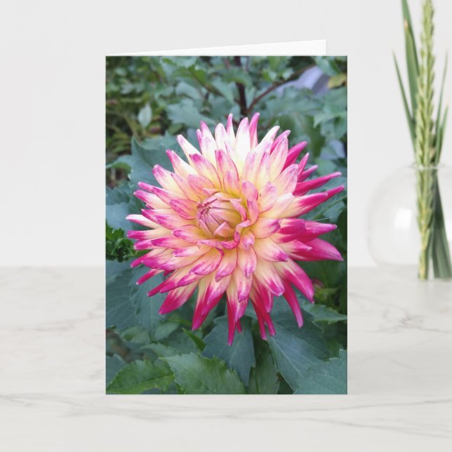 Spiky rosa Dahlienkarte Karte (Vorderseite)