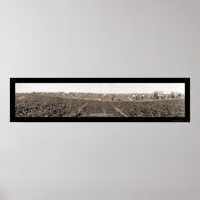 Spinach Harvest Foto 1928 Poster (Vorne)