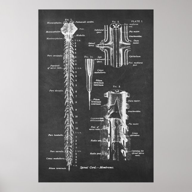 Spinal Cord Anatomie Art print Nr.1 Poster (Vorne)