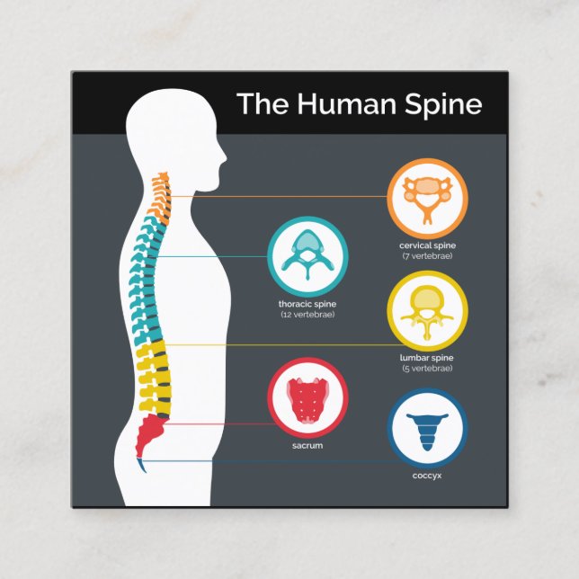 Spinale Anatomie-Diagramm-Quadrat-Chiropraktik Quadratische Visitenkarte (Vorderseite)