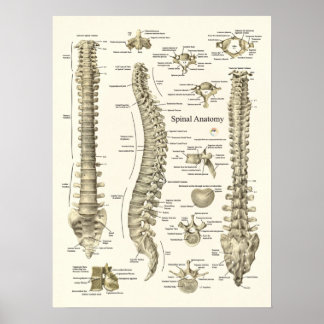 Spinale Anatomie Medizinisches Chiropraktisches Po Poster