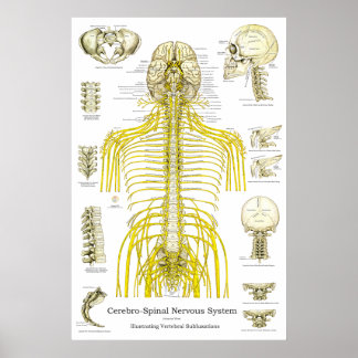 Spinale Nerven Chiropraktische Subluxationen Poster