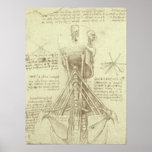 Spinalsäule des Menschen von Leonardo da Vinci Poster (Vorne)