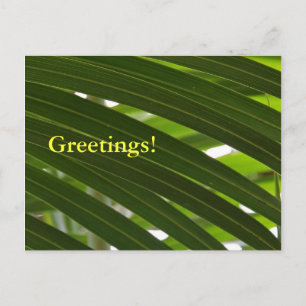Spindle Palm Postcard Postkarte