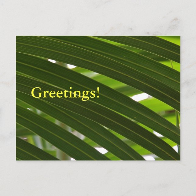 Spindle Palm Postcard Postkarte (Vorderseite)