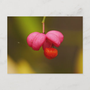 Spindle Tree Berry Postcard Postkarte