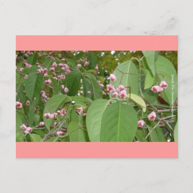 Spindle Tree (Euonymus europaeus) Postkarte (Vorderseite)