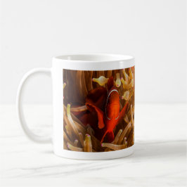 Spinecheek Anemonefish de la tasse de café de mer