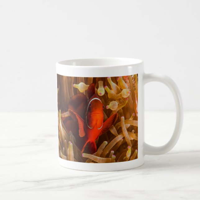 Spinecheek Anemonefish der korallenrotes Kaffeetasse (Rechts)
