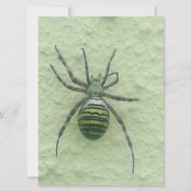 Spinne (Vorderseite)