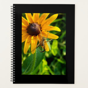 Spinne auf einem Sonnenblumenspiralplaner kriechen Planer