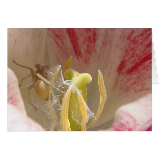 Spinne in einer Tulpe (Vorderseite (Horizontal))