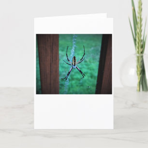 Spinne, Karte