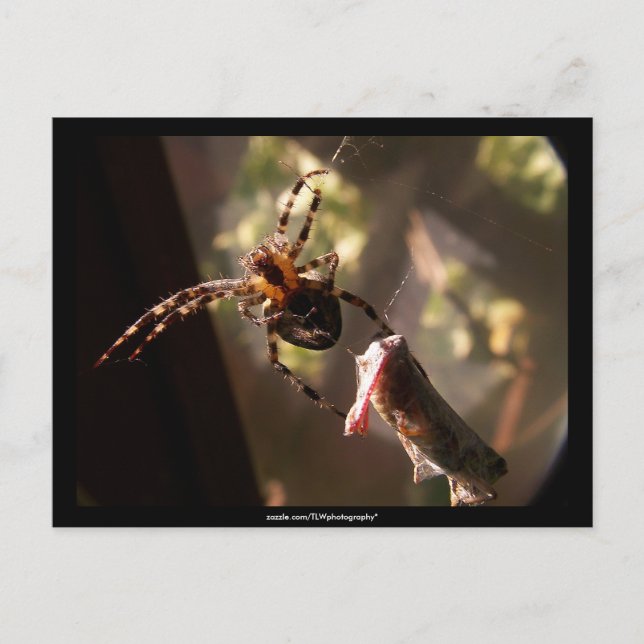 Spinne mit Grasshopper - Postkarte (Vorderseite)