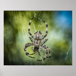 Spinne Poster