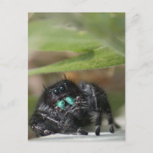 Spinne! Postkarte