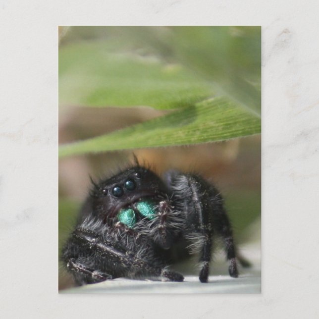 Spinne! Postkarte (Vorderseite)
