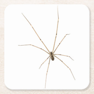 Spinne Rechteckiger Pappuntersetzer