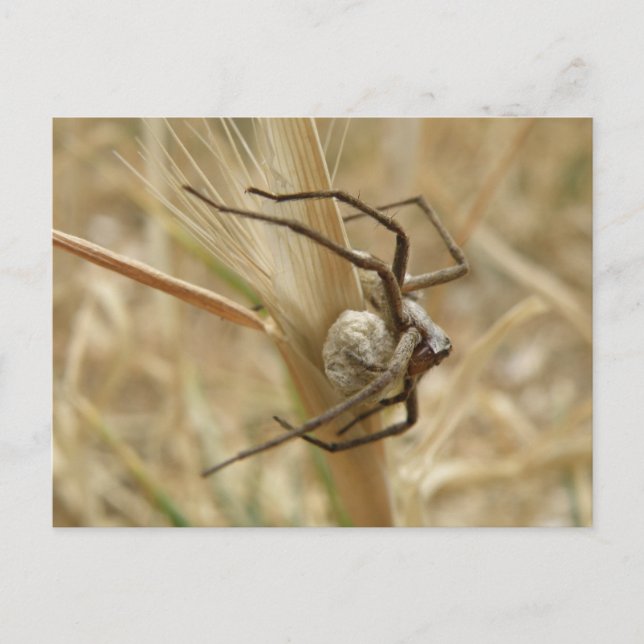 Spinne und Eierkoffer Postkarte (Vorderseite)