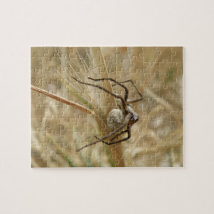 Spinne und Eierpuzzle