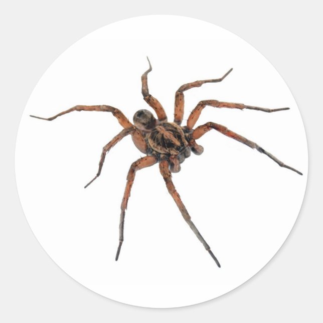 Spinnen-Aufkleber Runder Aufkleber (Vorderseite)