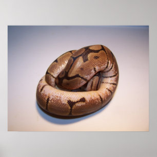 Spinnen-Ball-Pythonschlange-Plakat Poster