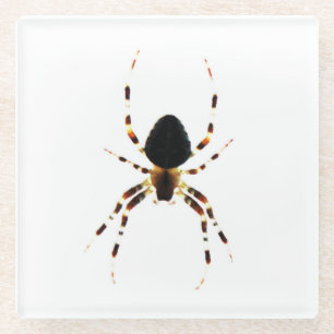 Spinnen Glasuntersetzer