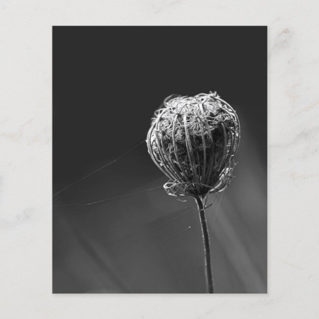 Spinnen mit Wildblume | Matching Spider Lovers Flyer (Vorne)