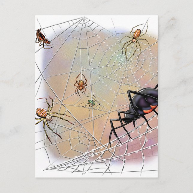 Spinnen Postkarte (Vorderseite)
