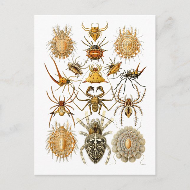 Spinnen Postkarte (Vorderseite)