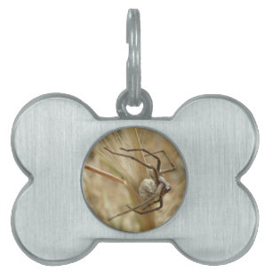 Spinnen und Eierstich Tiermarke