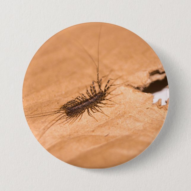 Spinnenassel Button (Vorderseite)