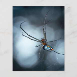 Spinnenliebhaber  Schönheitsspinne mit Weben Flyer