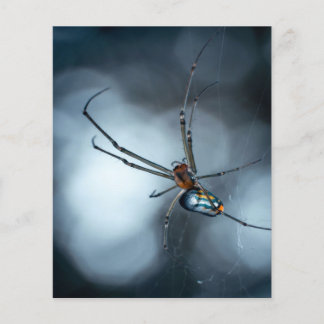 Spinnenliebhaber| Schönheitsspinne mit Weben Flyer