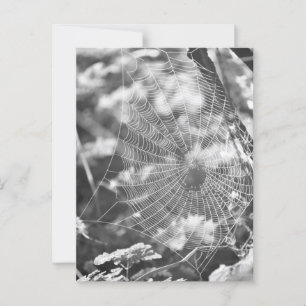 Spinnennetz in Langgras Postkarte