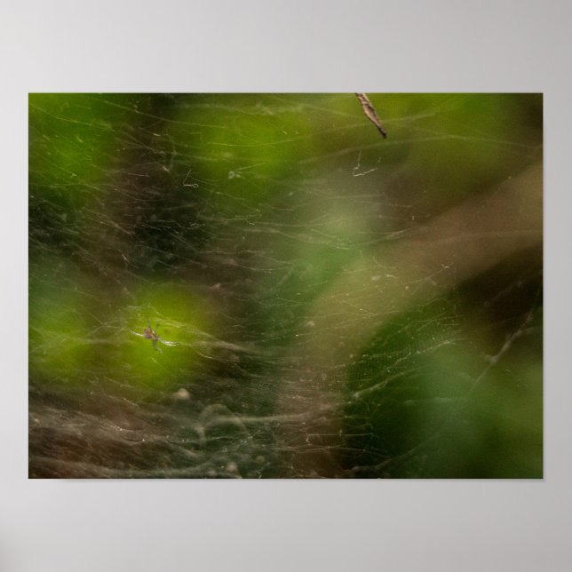 Spinnennetz  poster (Vorne)
