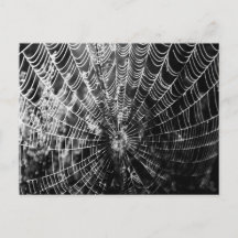 Spinnennetz