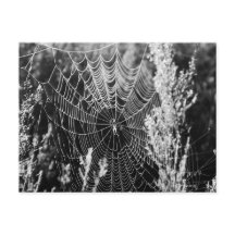 Spinnennetz