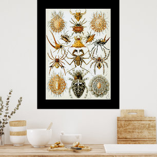 Spinnentiere von Haeckel, alte Spinnenillustration Poster