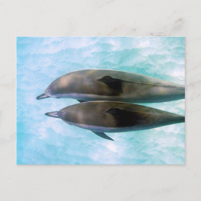 Spinner-Delphine | Oahu Hawaii Postkarte (Vorderseite)