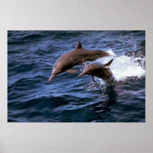 Spinnerdelphin Poster