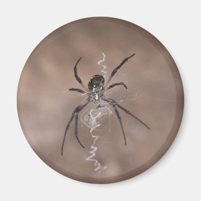 Spinnmagnete Magnet (Vorne)