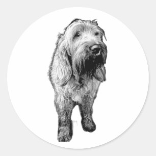 Spinone Aufkleber – Emotional Porträt eines Hundes