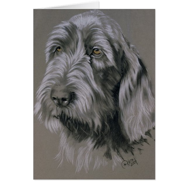 Spinone Italiano (Vorne)