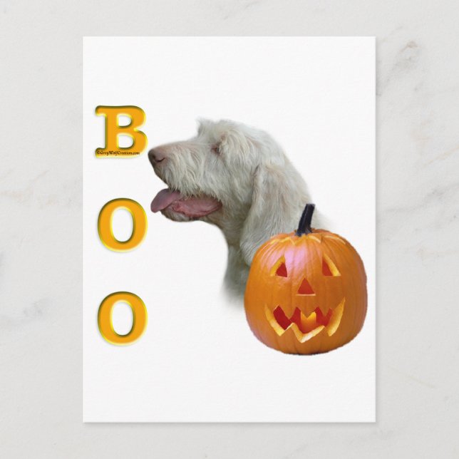 Spinone Italiano Boo Postkarte (Vorderseite)