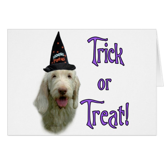 Spinone Italiano Trick (Devant horizontal)